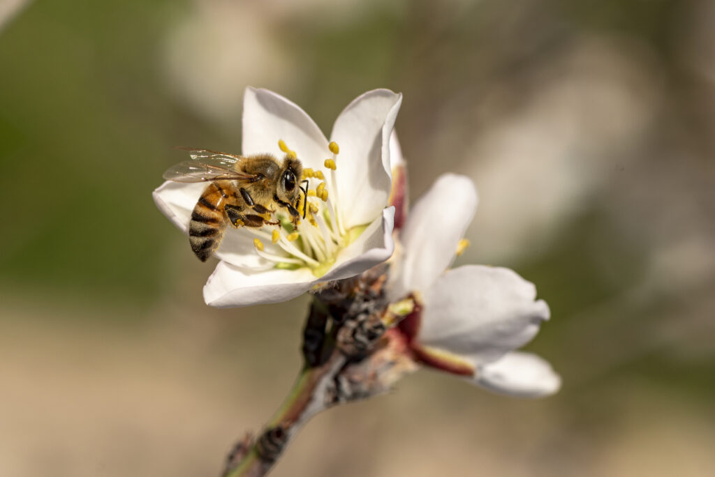 A quoi ressemble une abeille ?